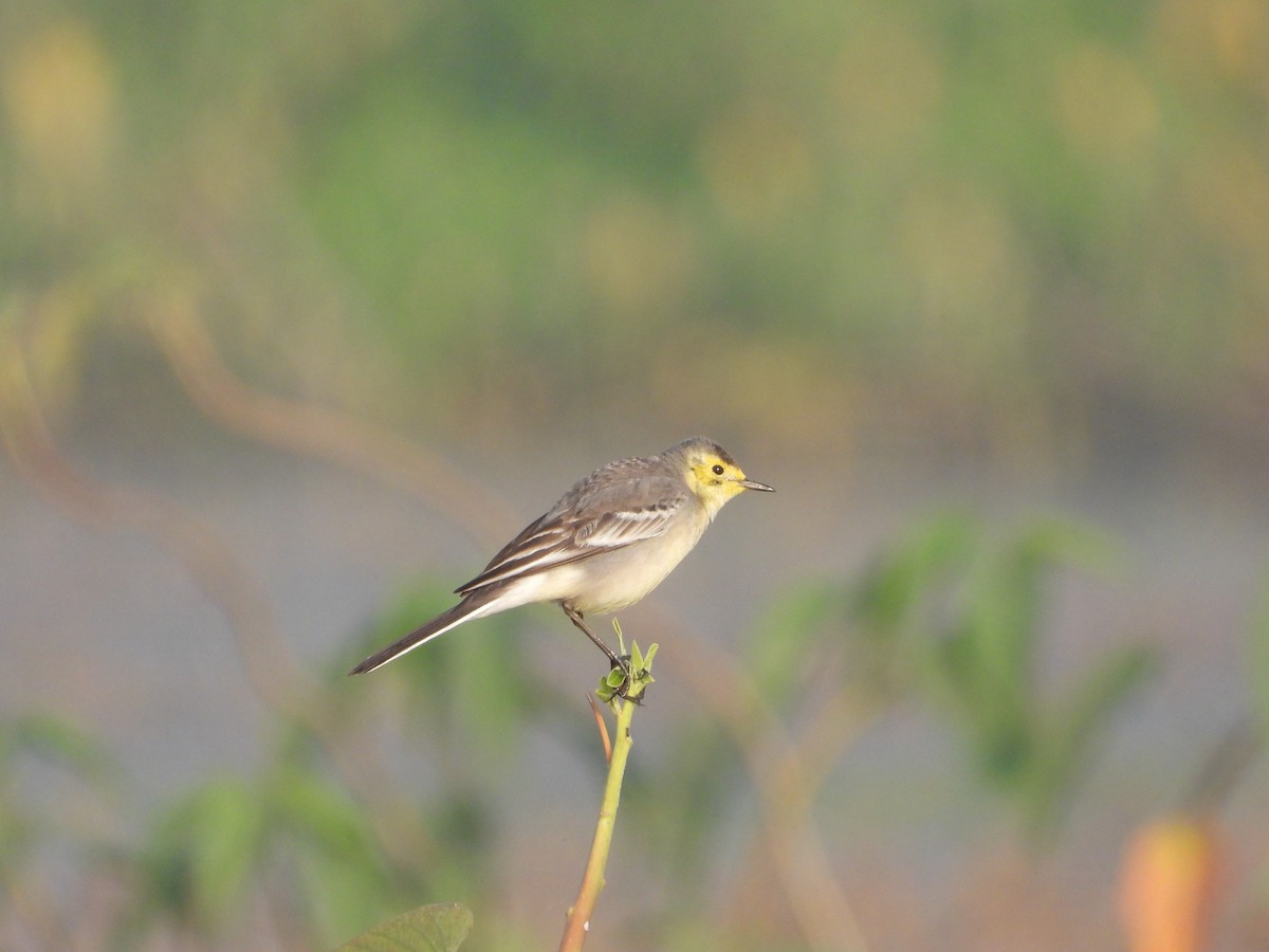 黃頭鶺鴒 - ML646281043