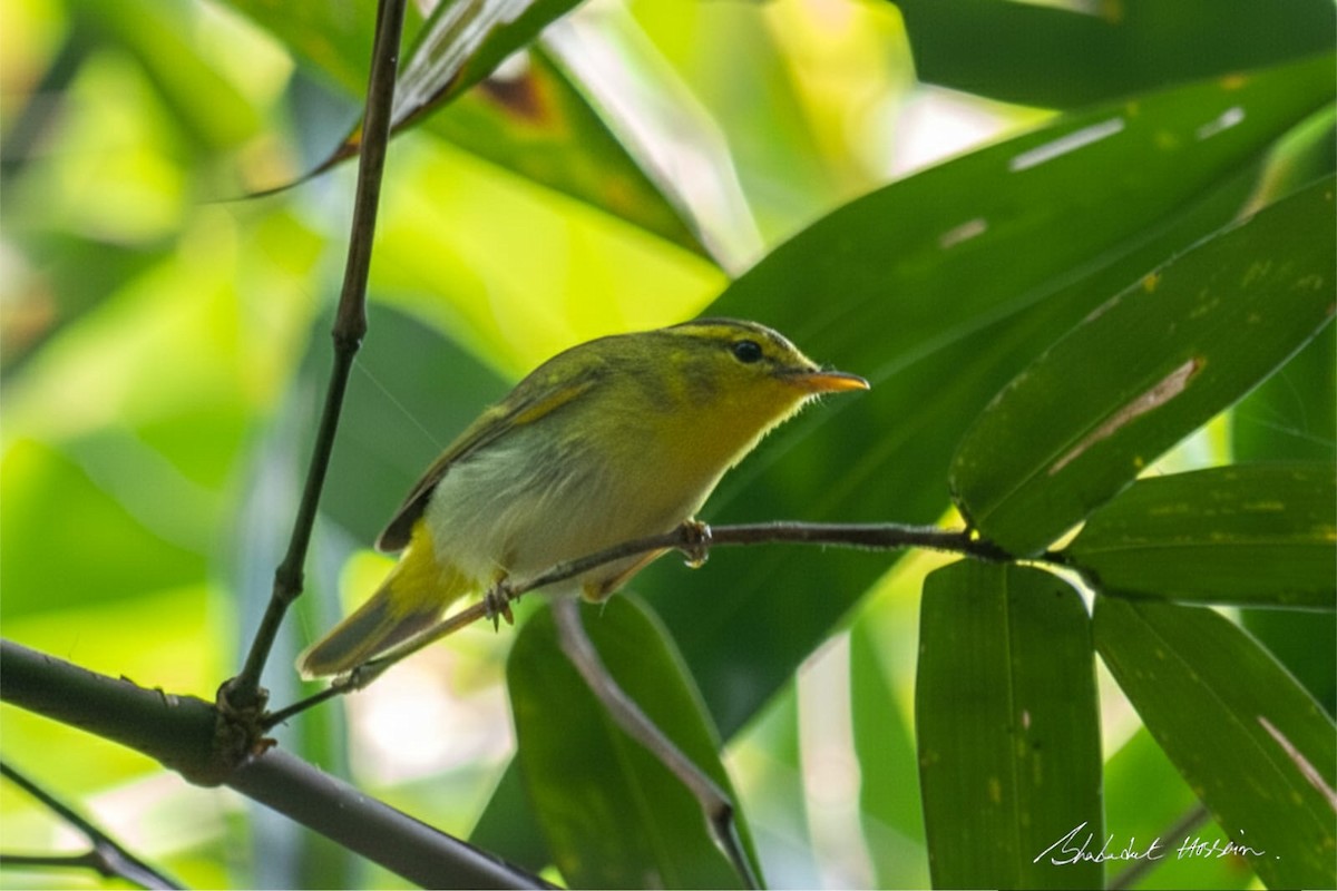 Sarı Sokumlu Çıvgın - ML646281046