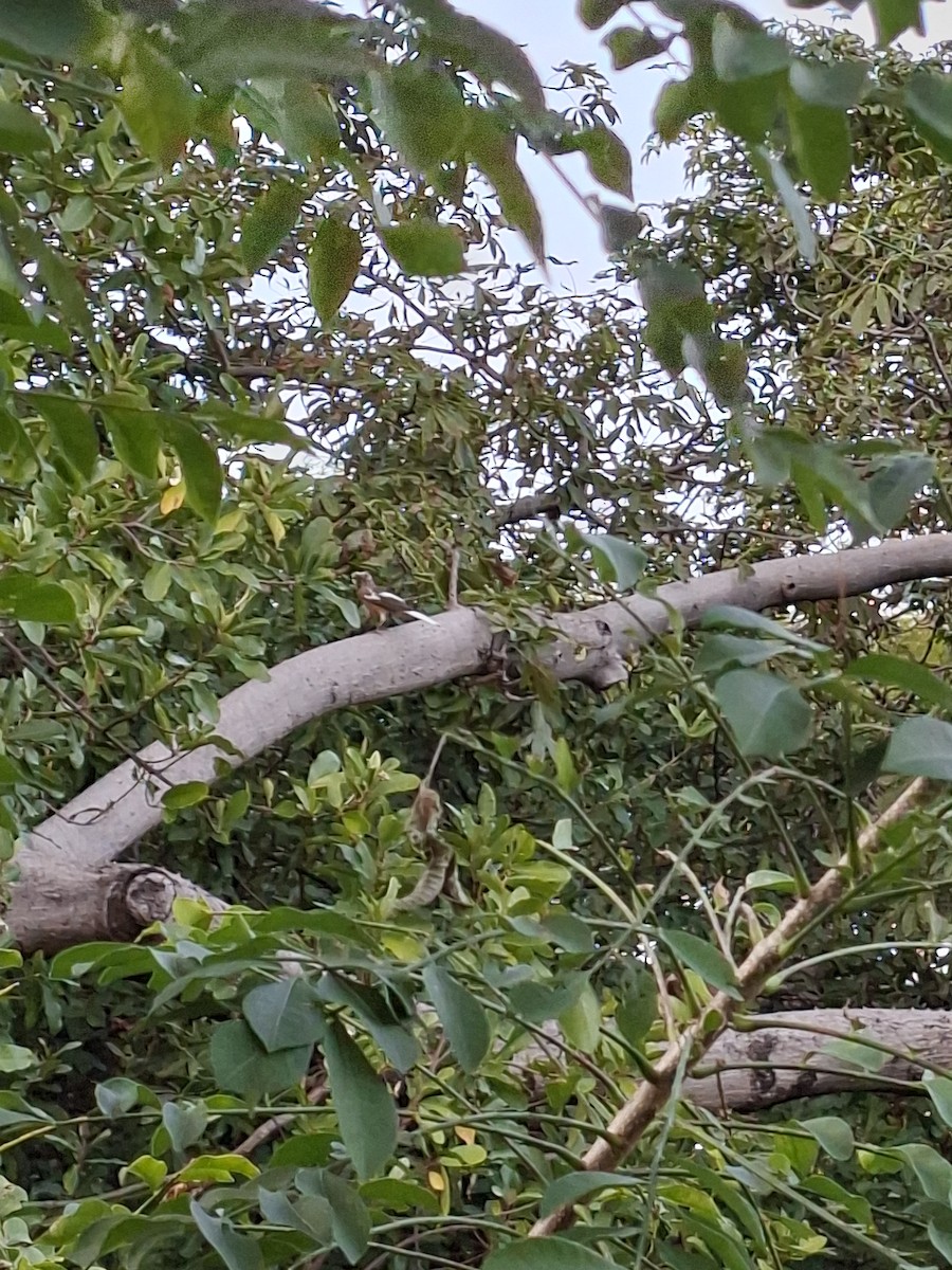 Clay-colored Thrush - ML646281050