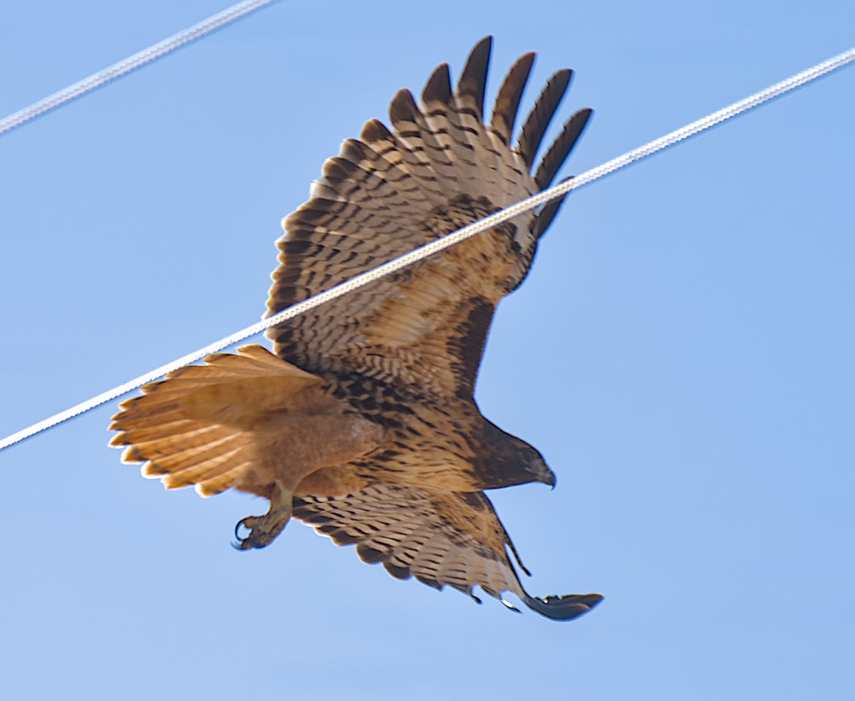 Busardo Colirrojo - ML646281052