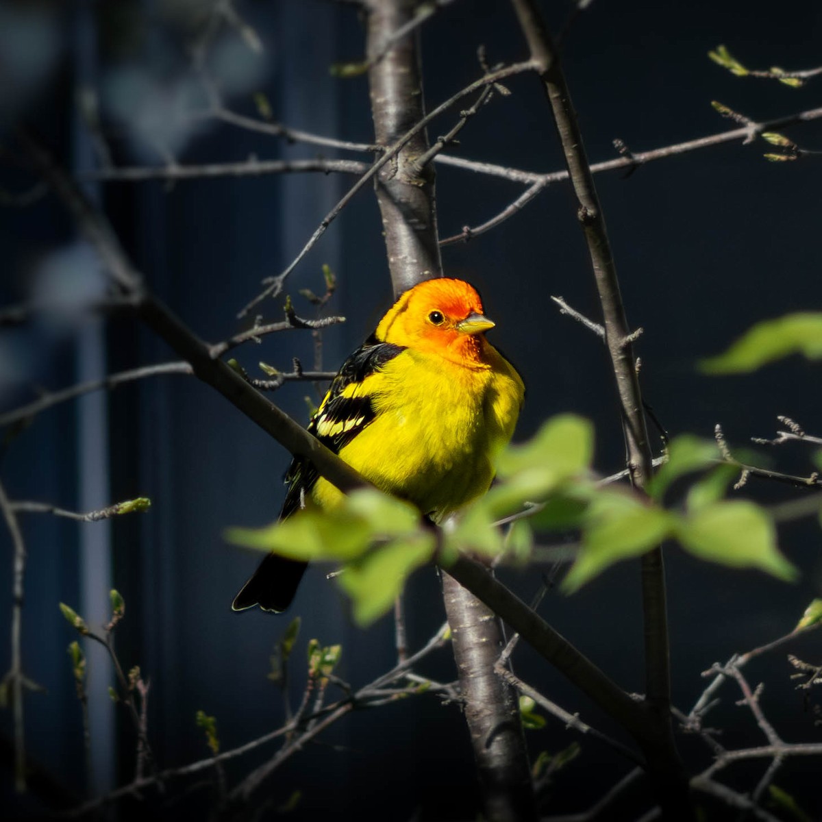 Western Tanager - ML646281053