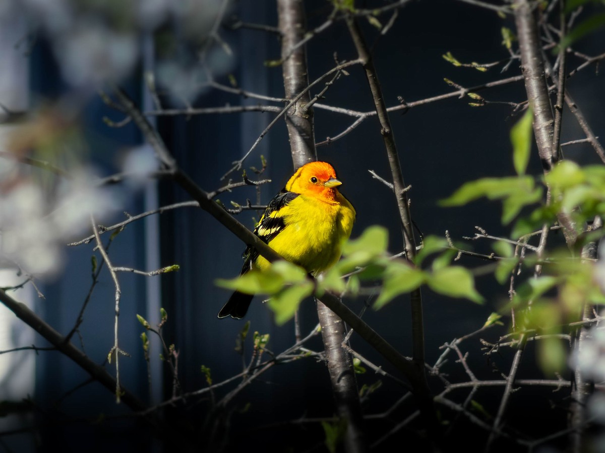 Western Tanager - ML646281054