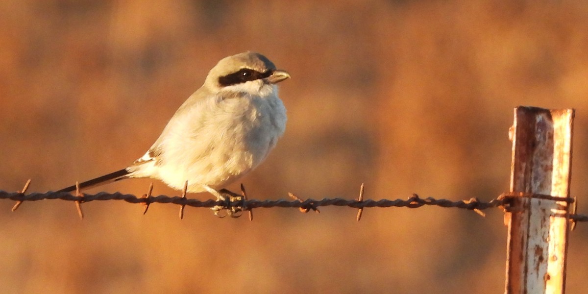 Loggerhead Shrike - ML646281058