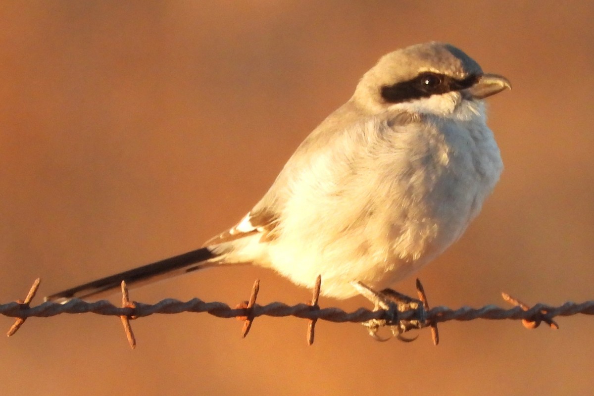 Loggerhead Shrike - ML646281060