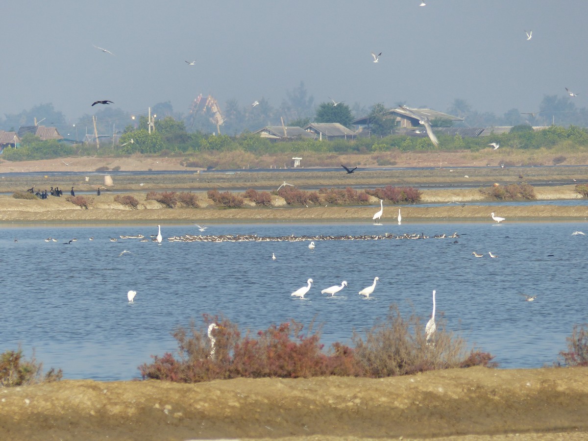 vodouš tmavý - ML646281063