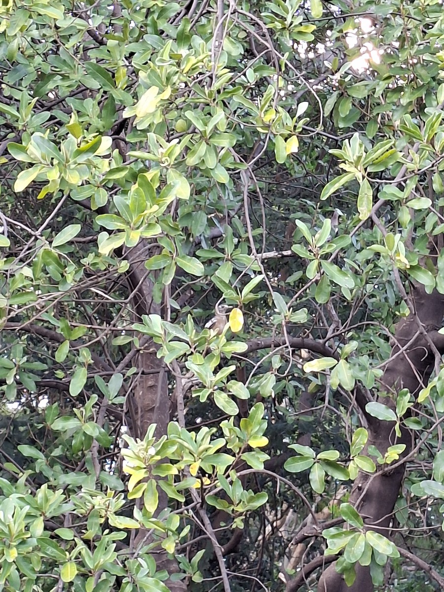 Clay-colored Thrush - ML646281064