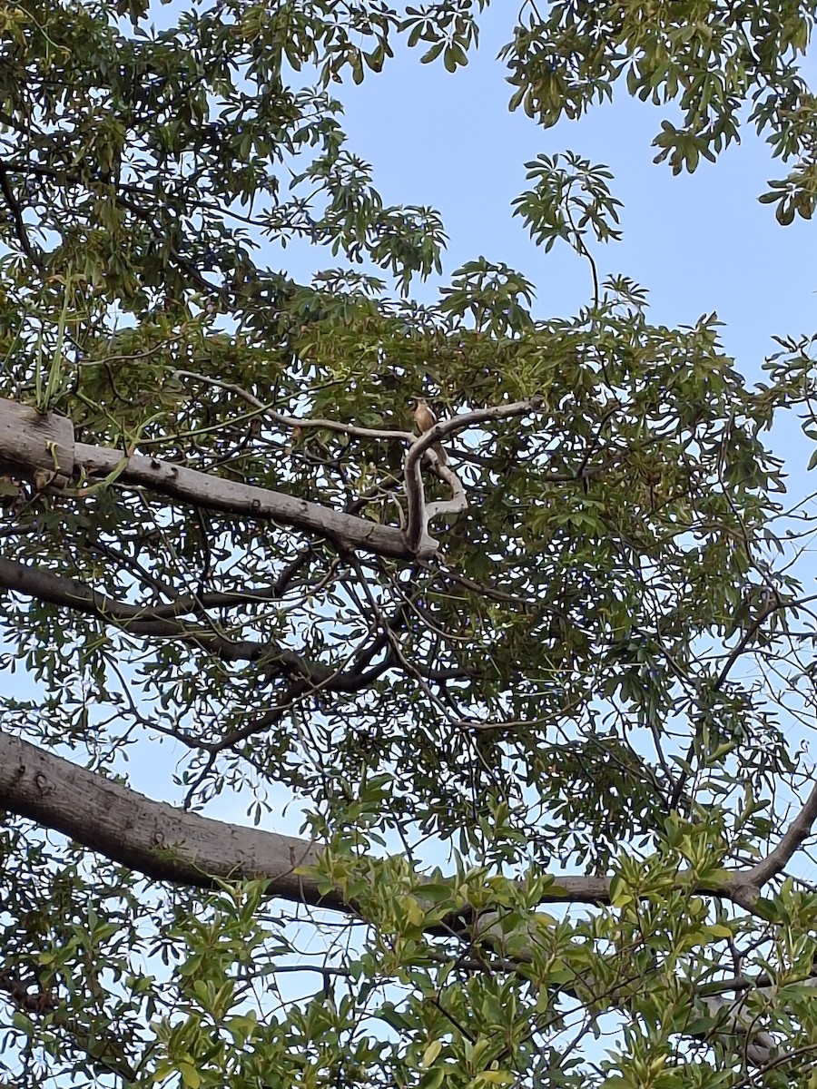 Clay-colored Thrush - ML646281065