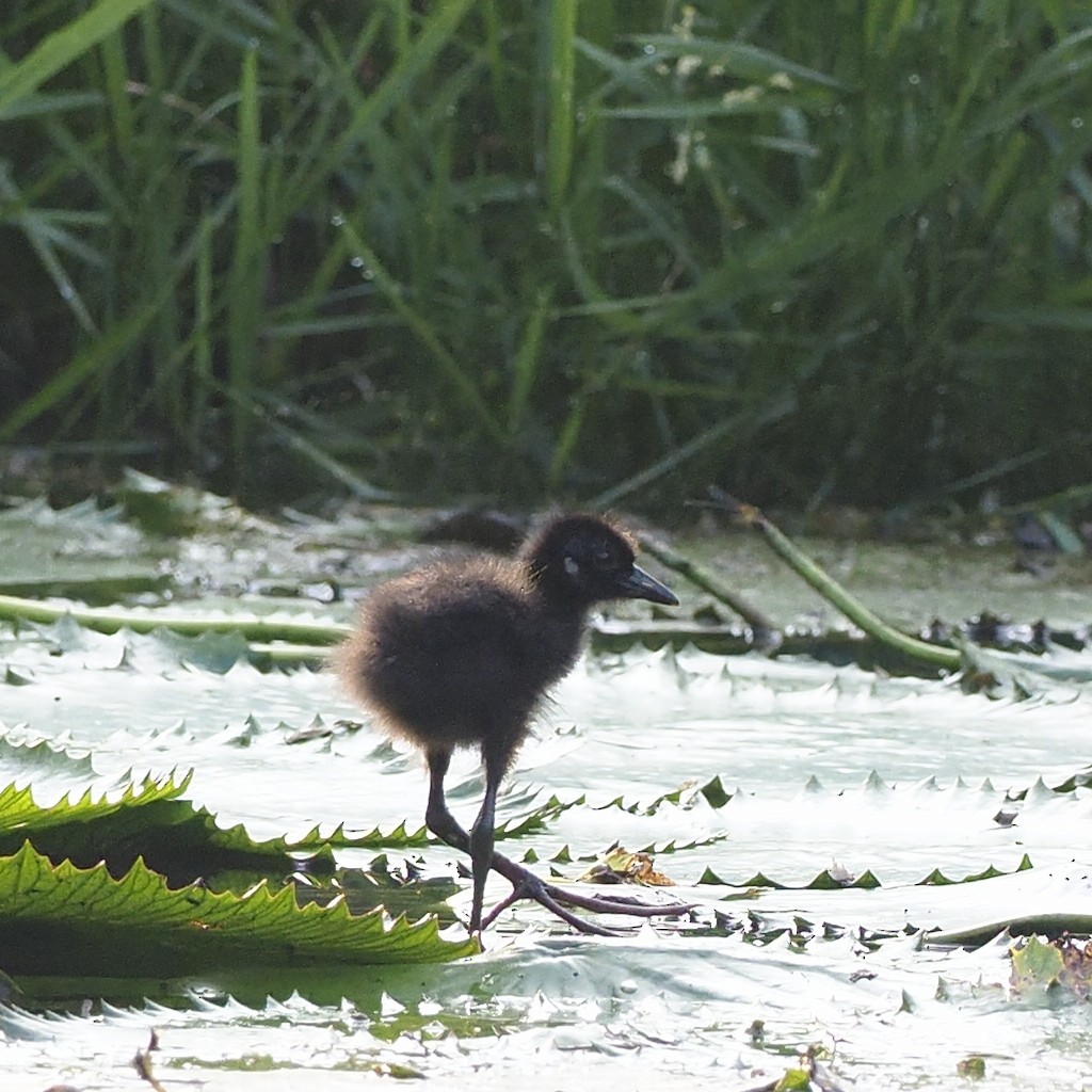White-breasted Waterhen - ML646281068