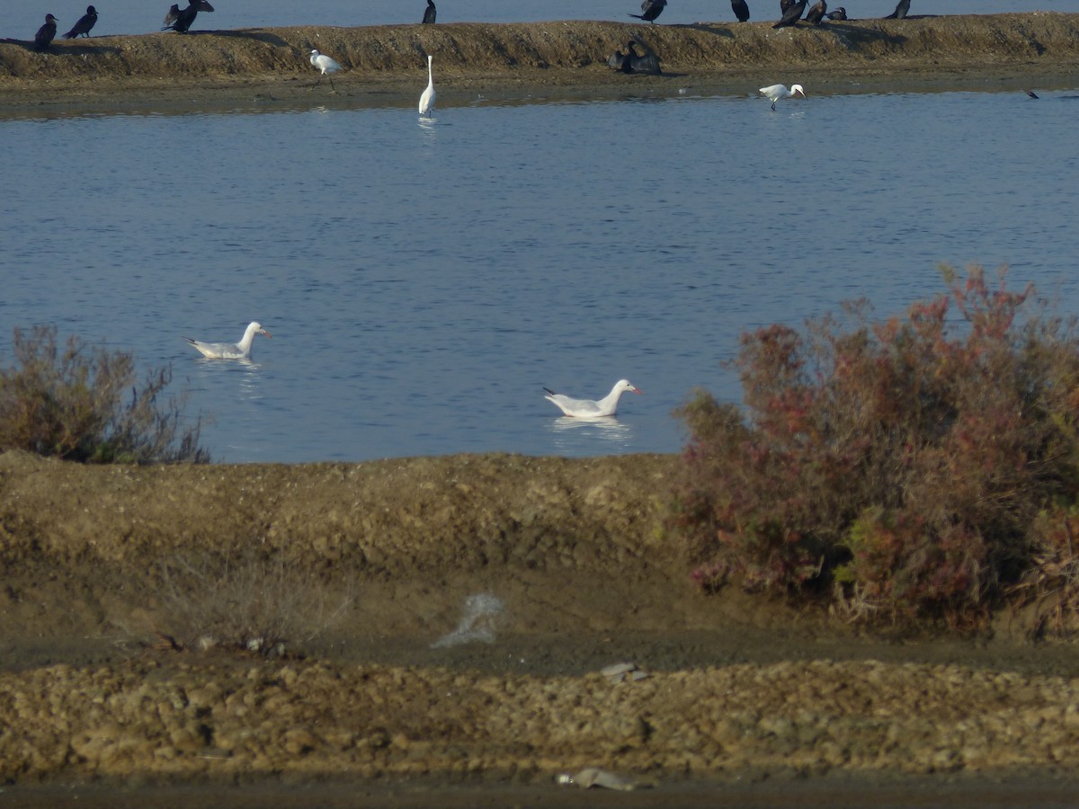Slender-billed Gull - ML646281069