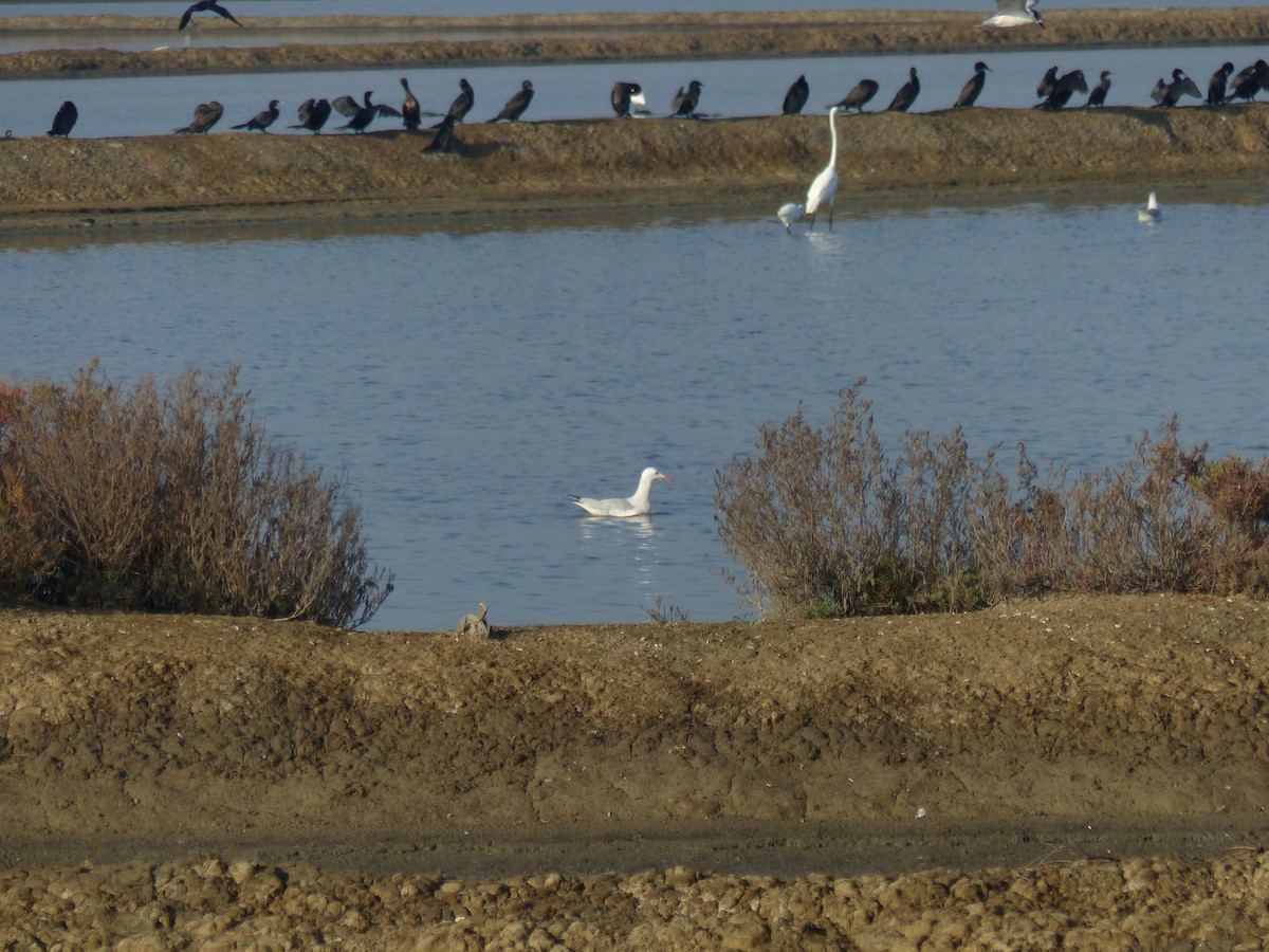 Slender-billed Gull - ML646281072