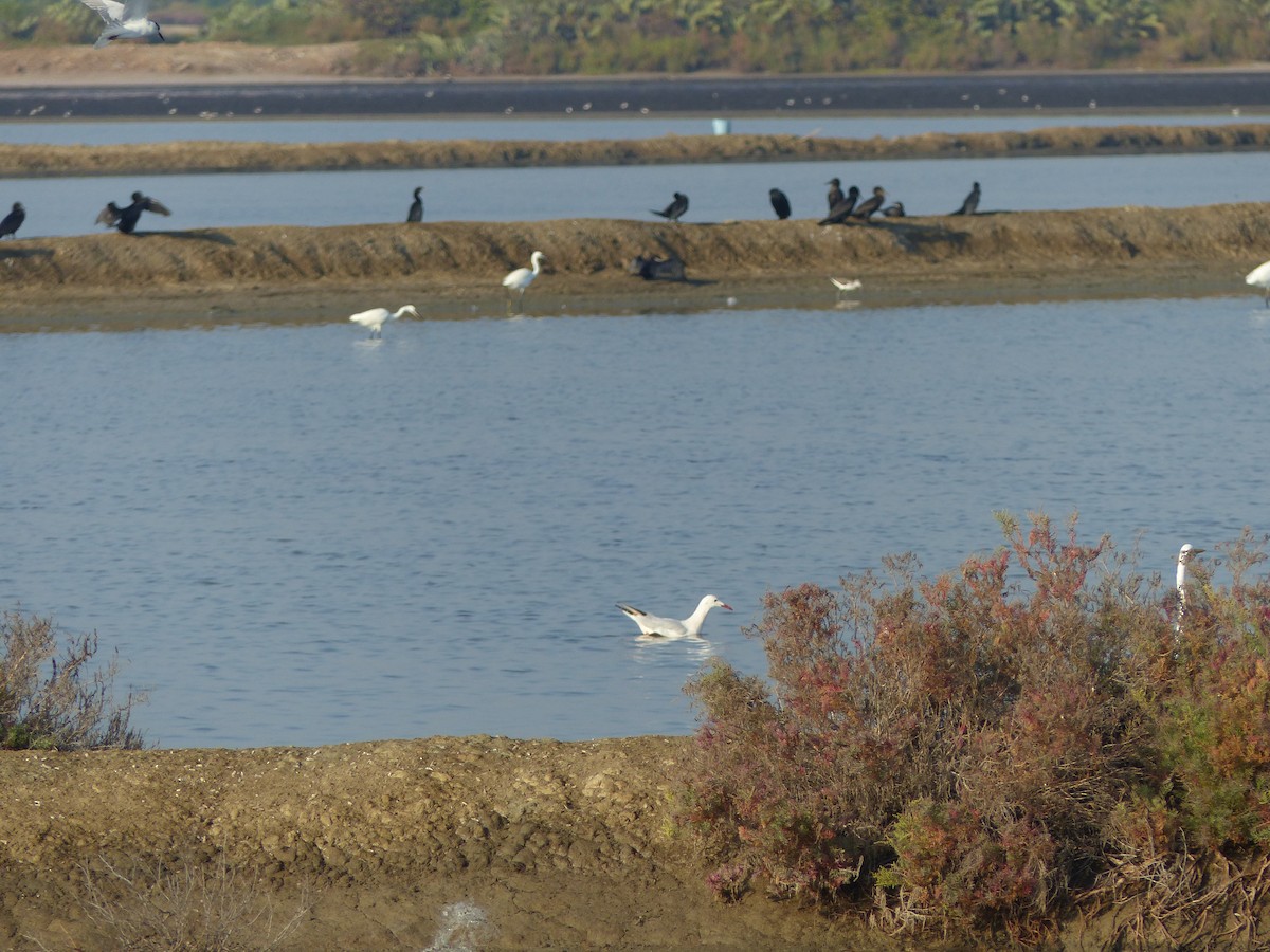Slender-billed Gull - ML646281074