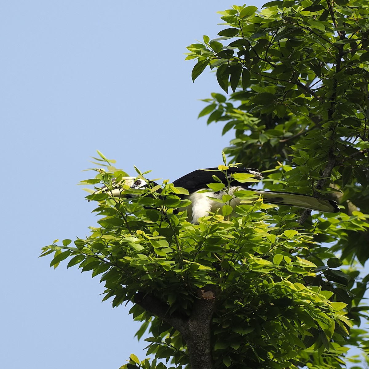 Oriental Pied-Hornbill - ML646281075