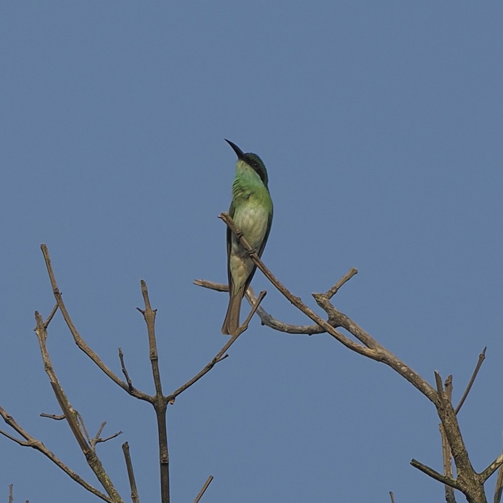 Blue-throated Bee-eater - ML646281077