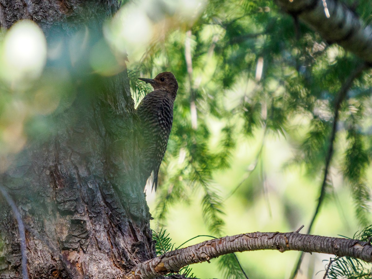 Williamson's Sapsucker - ML646281078