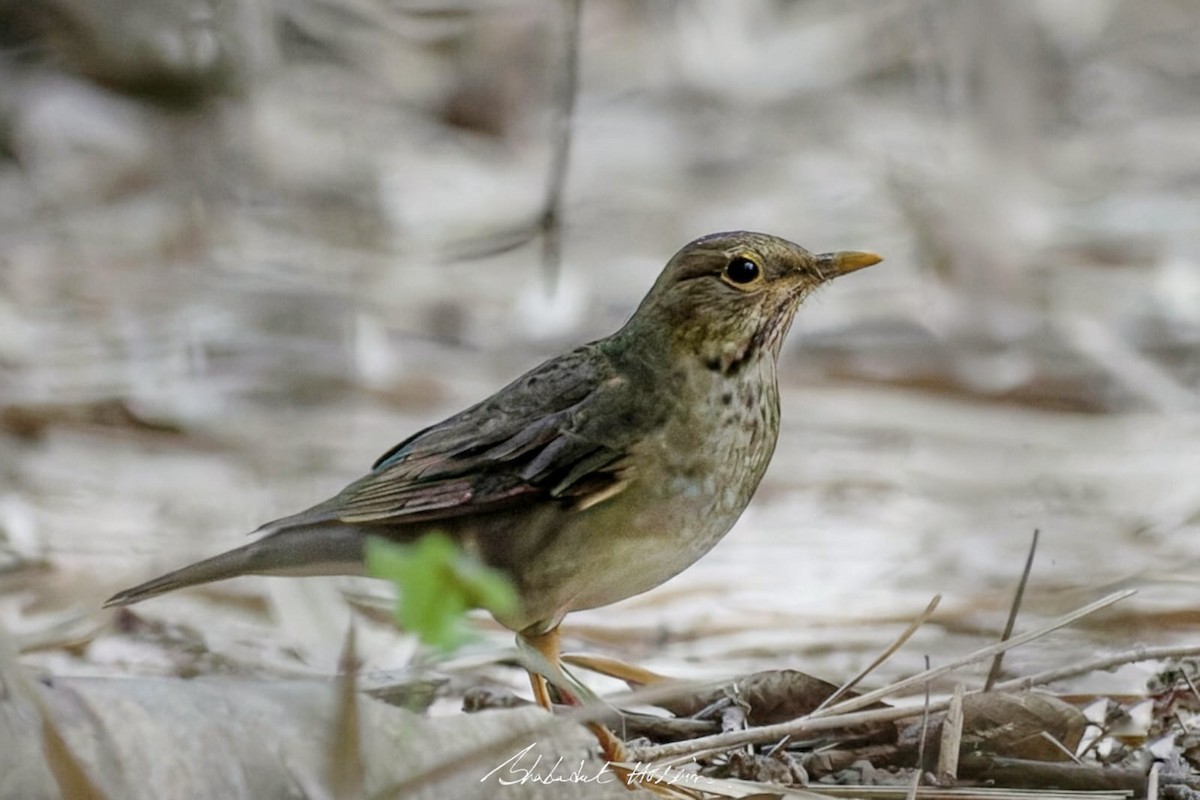Tickell's Thrush - ML646281080