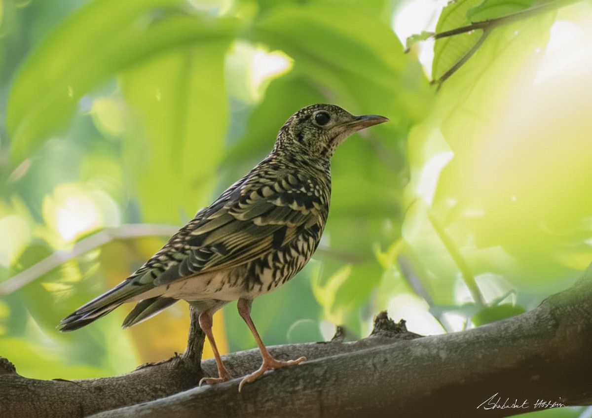 Scaly Thrush - ML646281081
