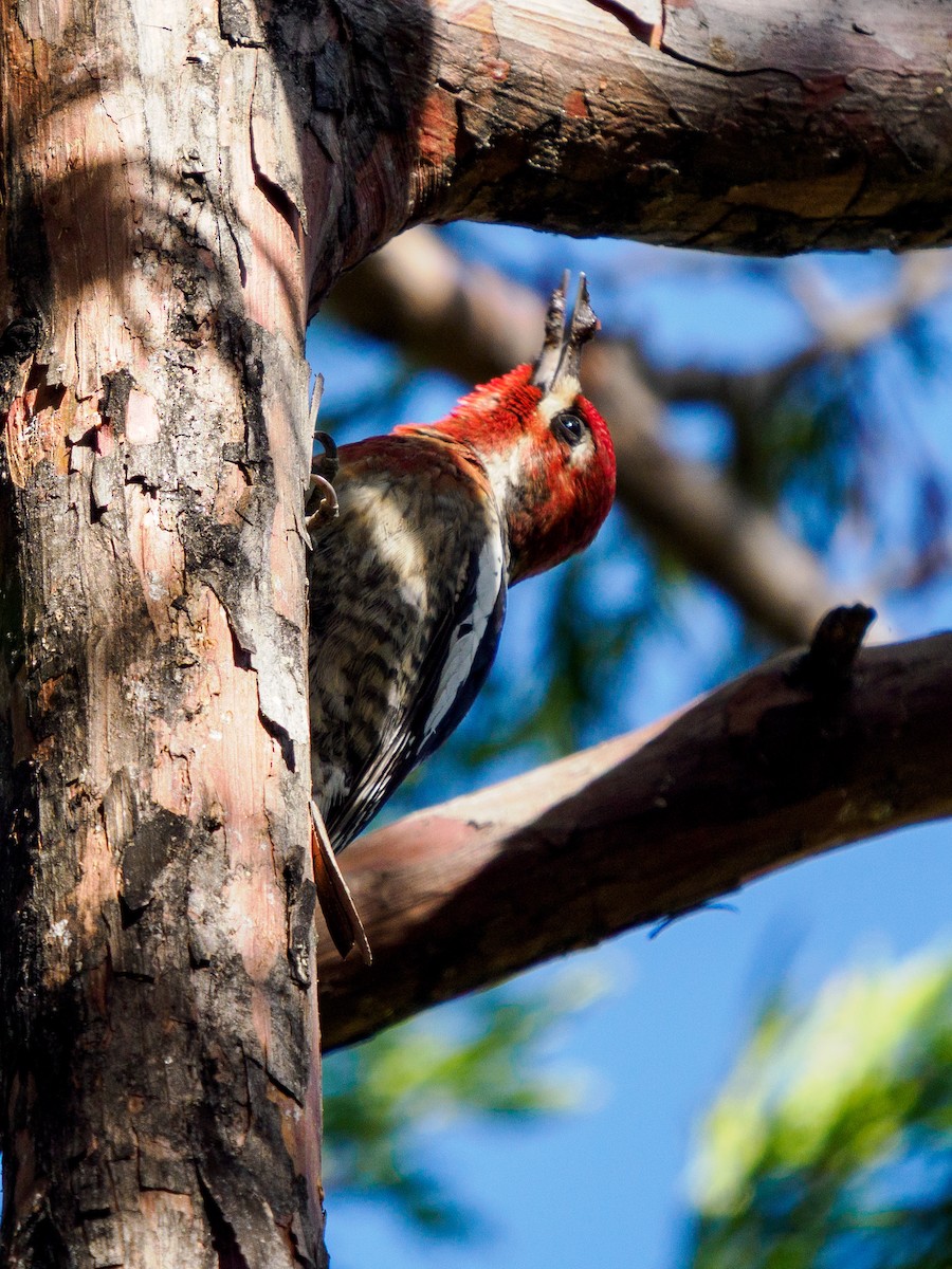 Red-breasted Sapsucker - ML646281082