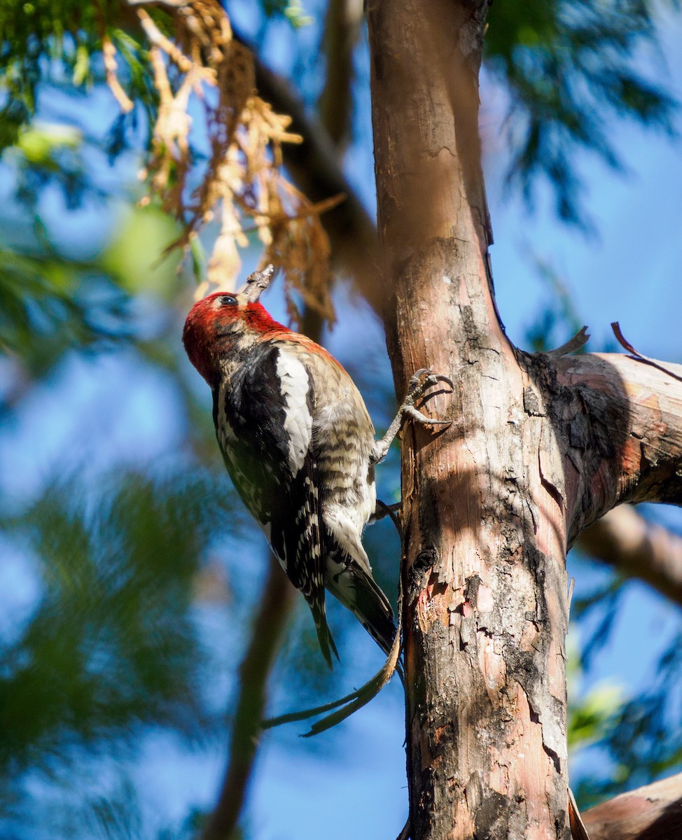 Red-breasted Sapsucker - ML646281084