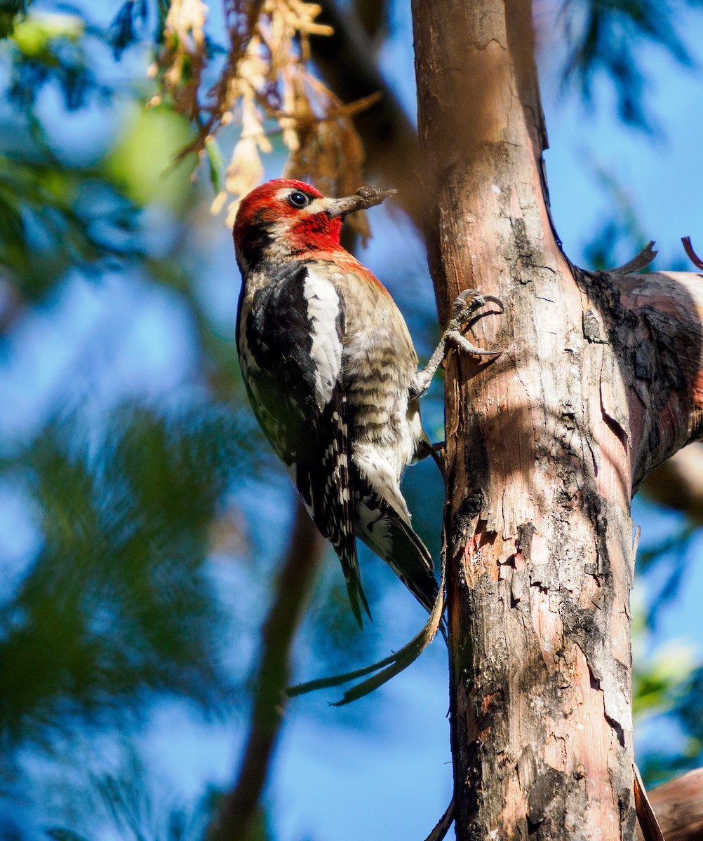 Red-breasted Sapsucker - ML646281085