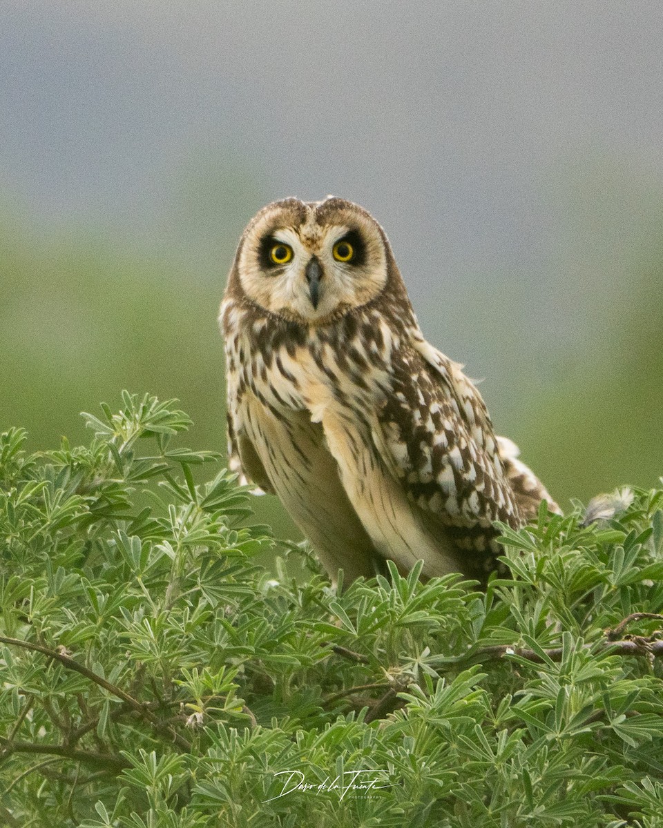 Short-eared Owl - ML646281086