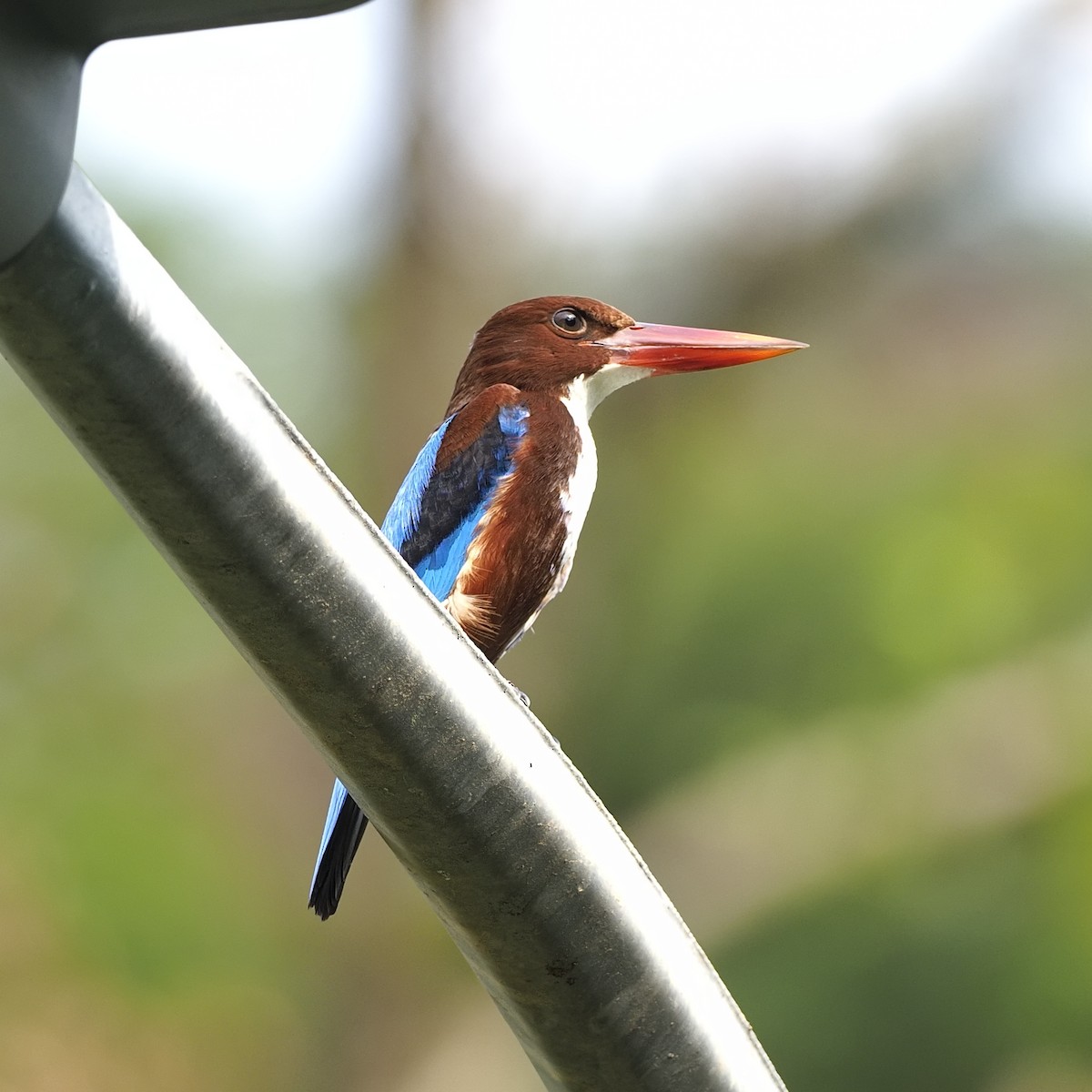 White-throated Kingfisher - ML646281087