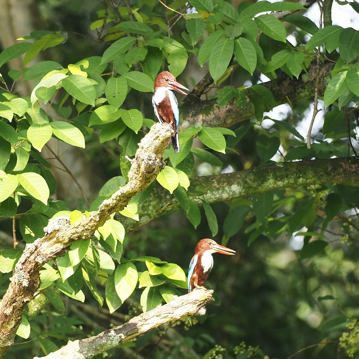 White-throated Kingfisher - ML646281088