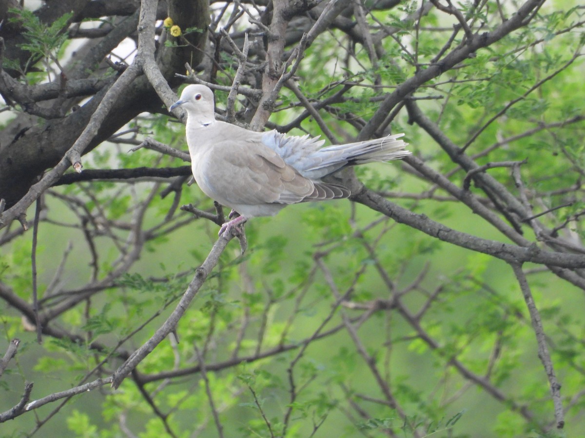 tyrkerdue - ML646281089