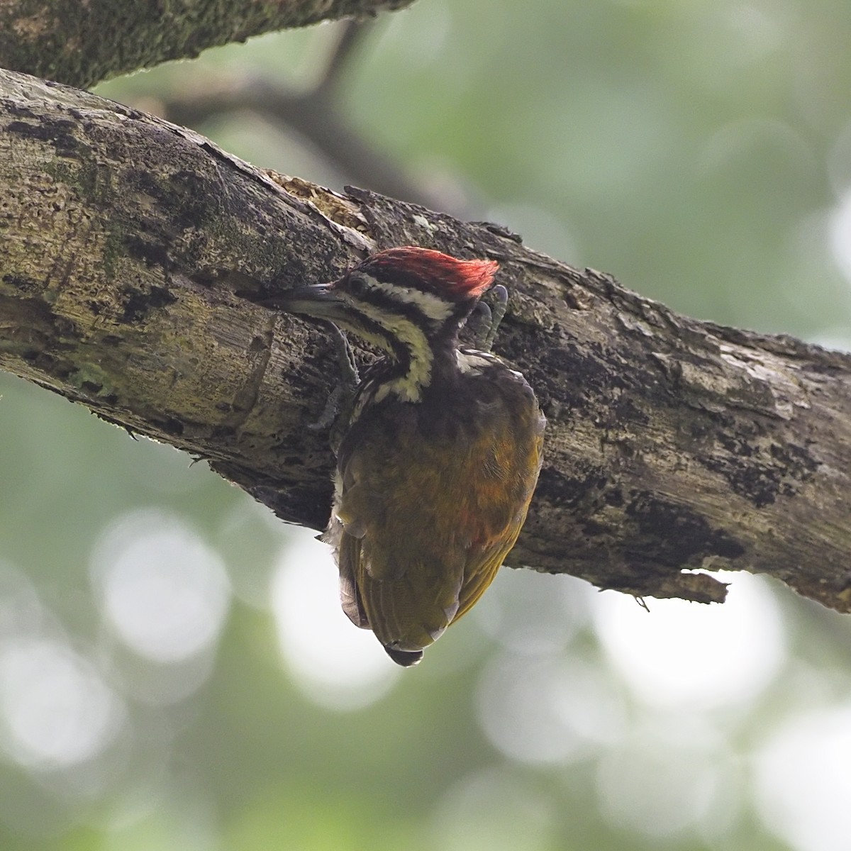 Common Flameback - ML646281090