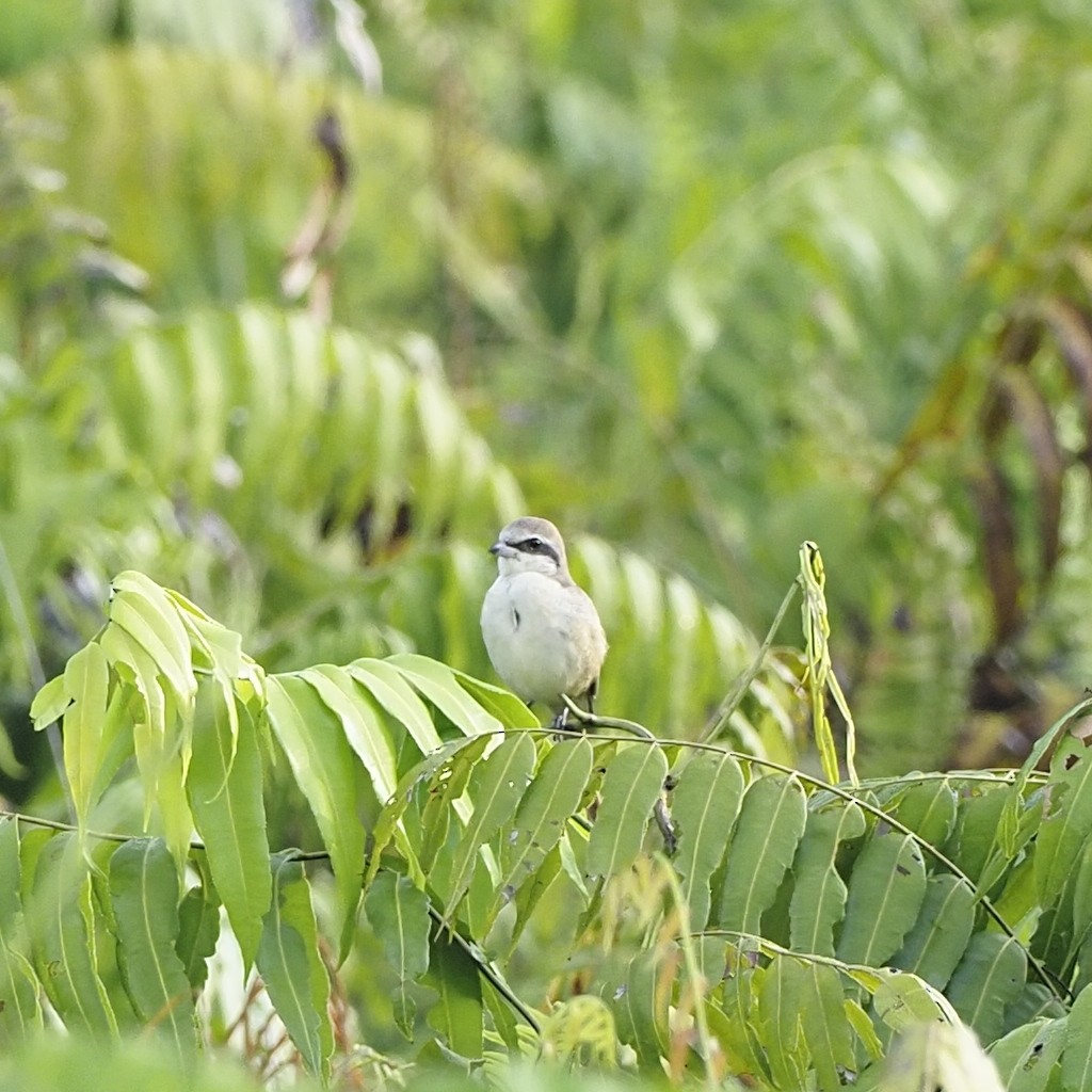 Brown Shrike - ML646281095