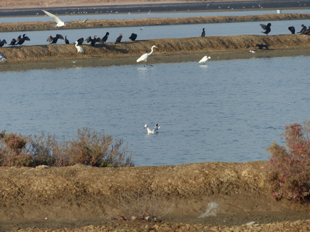 Slender-billed Gull - ML646281096