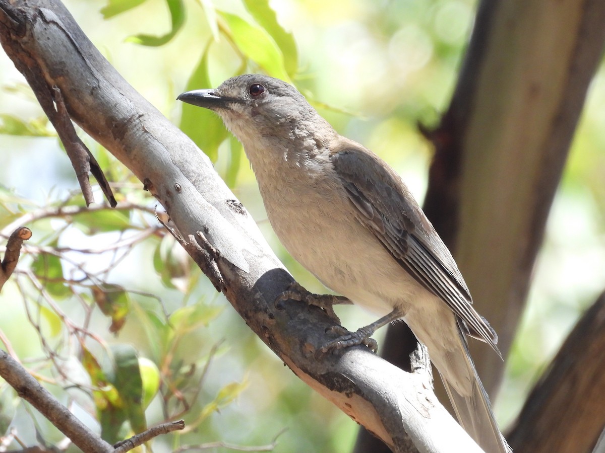 Gray Shrikethrush - ML646281097