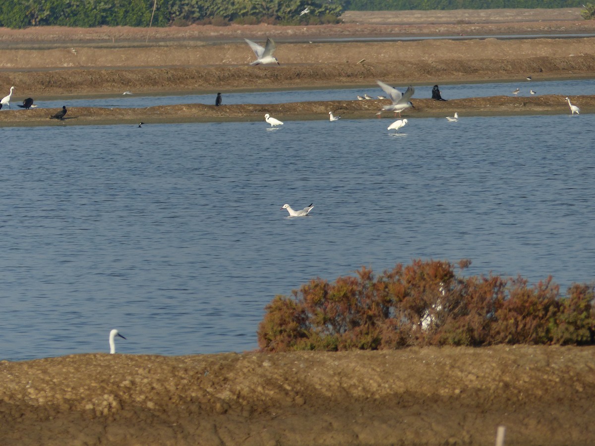 Slender-billed Gull - ML646281098
