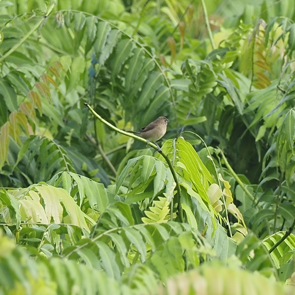 Scaly-breasted Munia - ML646281101