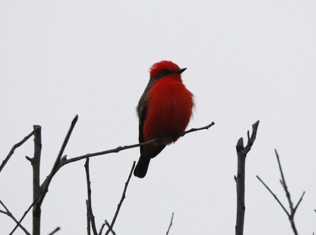 Vermilion Flycatcher - ML646281102