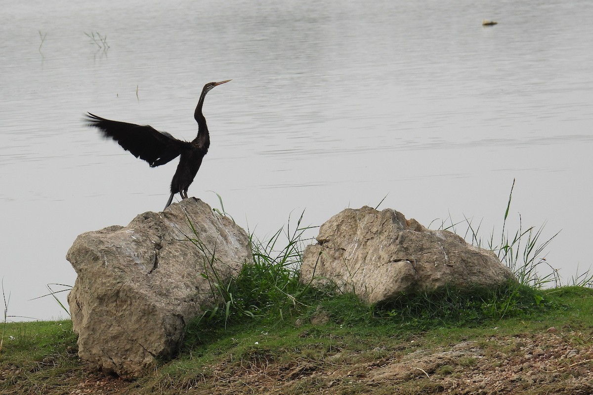 orientslangehals - ML646281104