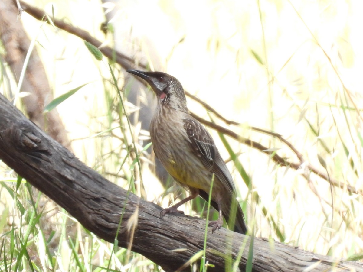 rødflikhonningeter - ML646281105