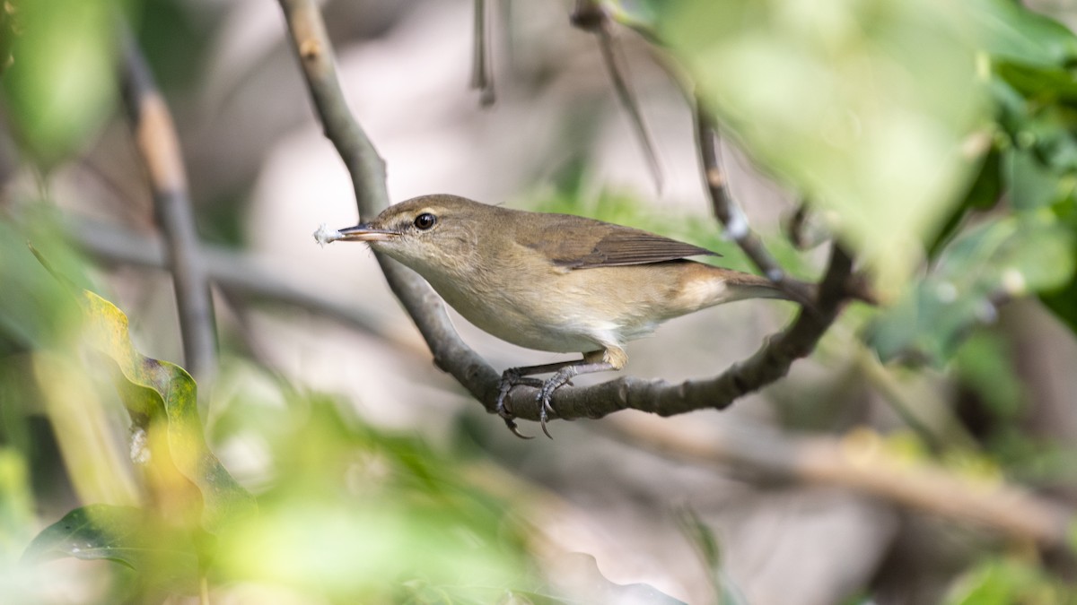 busksanger - ML646281106