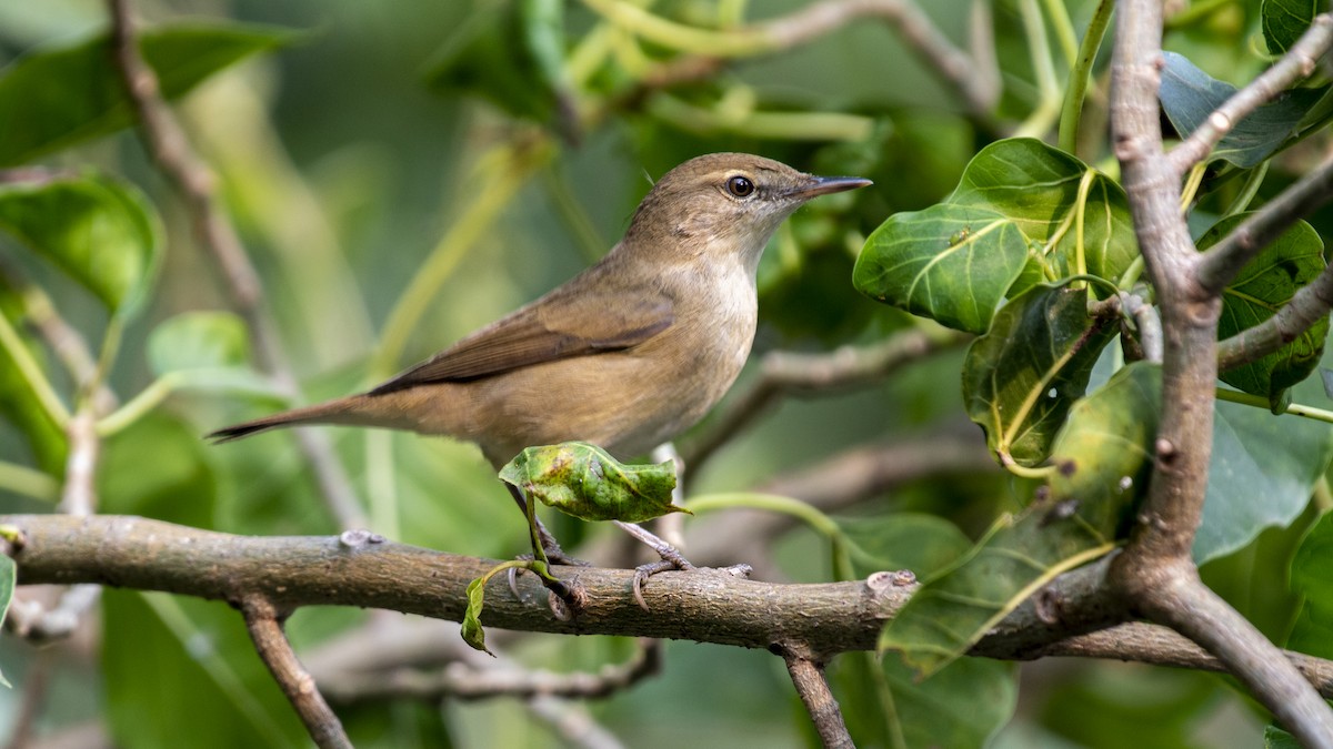 busksanger - ML646281107