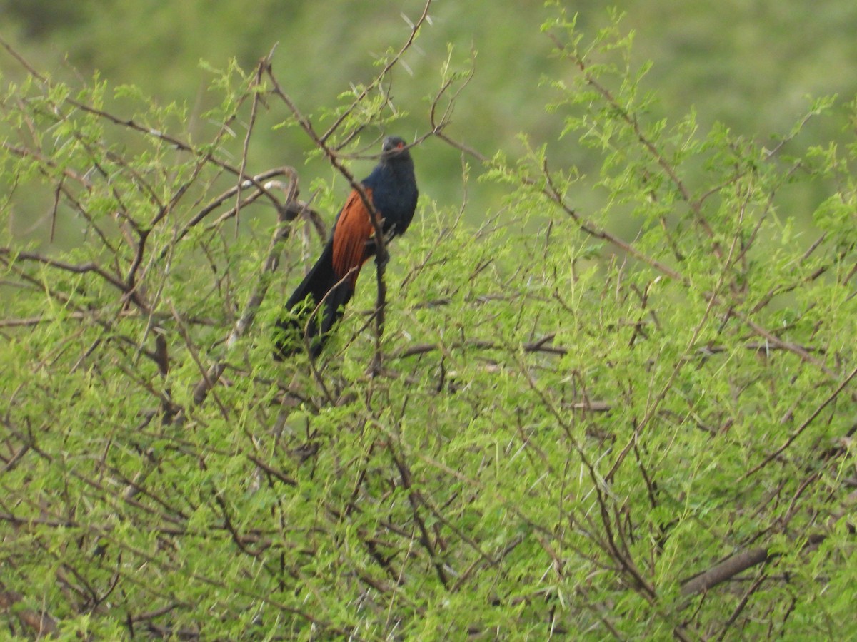 storsporegjøk - ML646281108