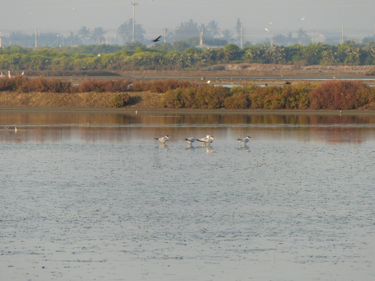 rovterne - ML646281109