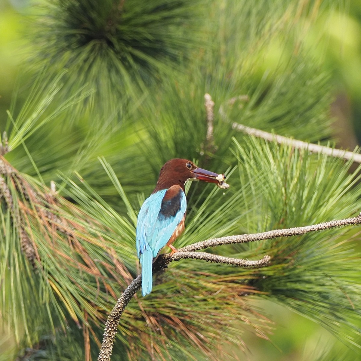 kastanjeisfugl - ML646281110