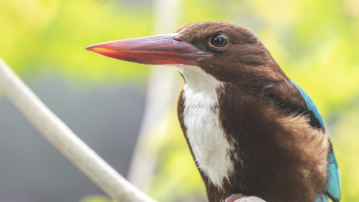 kastanjeisfugl - ML646281111