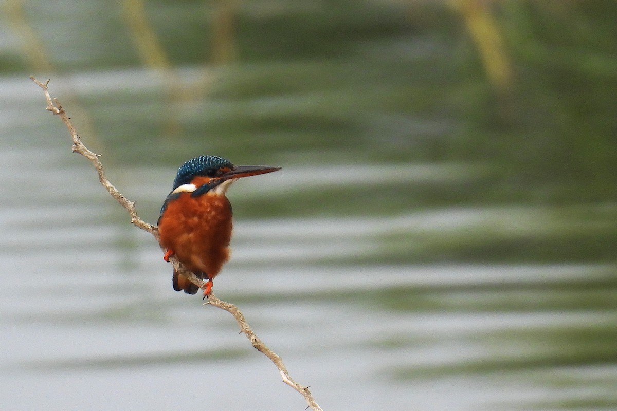 isfugl - ML646281112