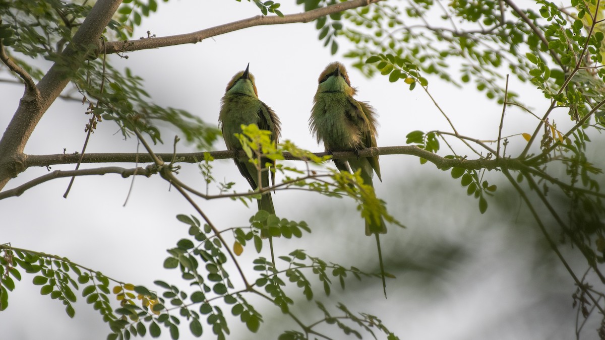 beryllbieter - ML646281116