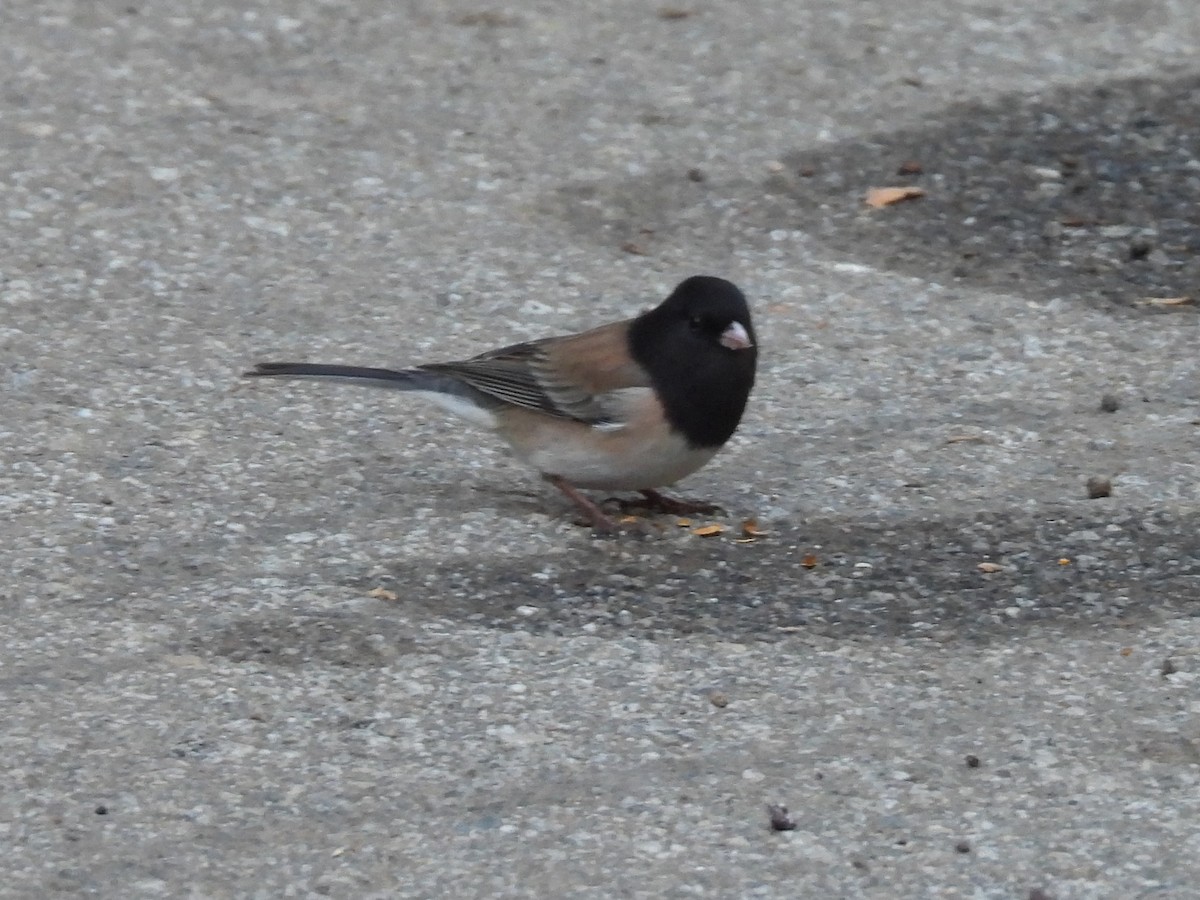 vinterjunko - ML646281117