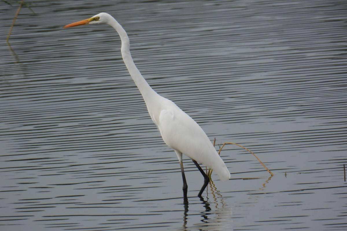 egretthegre - ML646281118