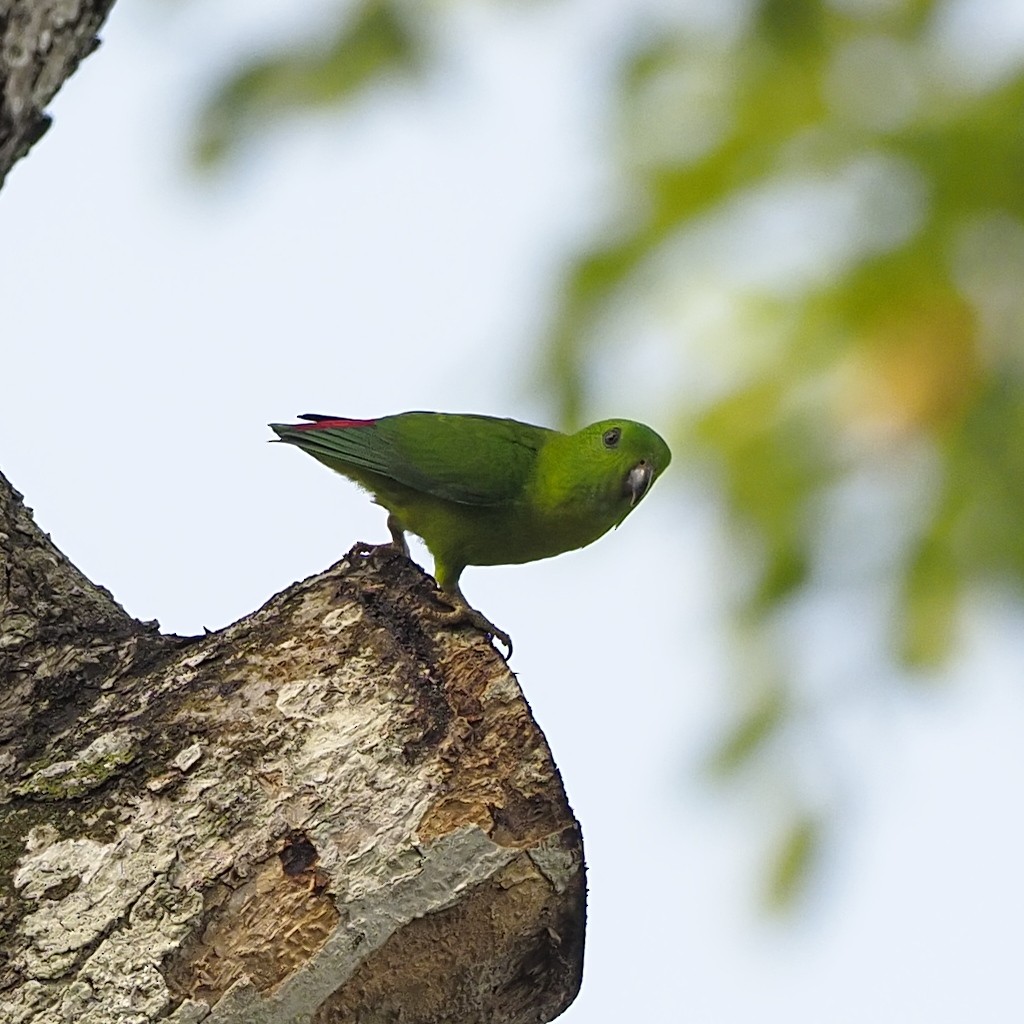 blåissehengepapitt - ML646281119