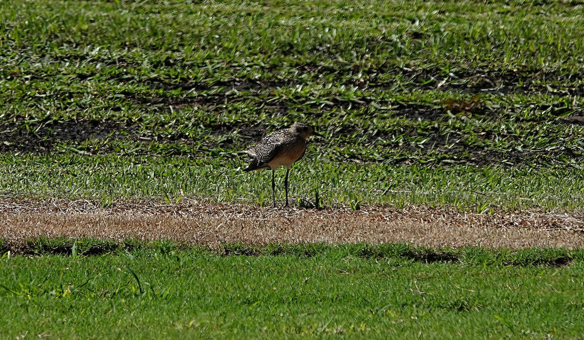 sibirlo - ML646281120