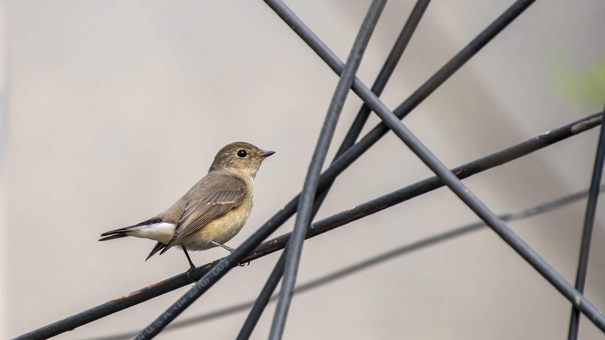 taigafluesnapper - ML646281121