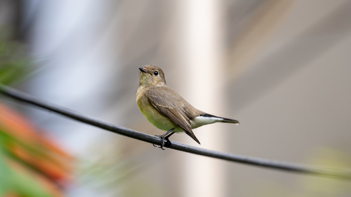 taigafluesnapper - ML646281122